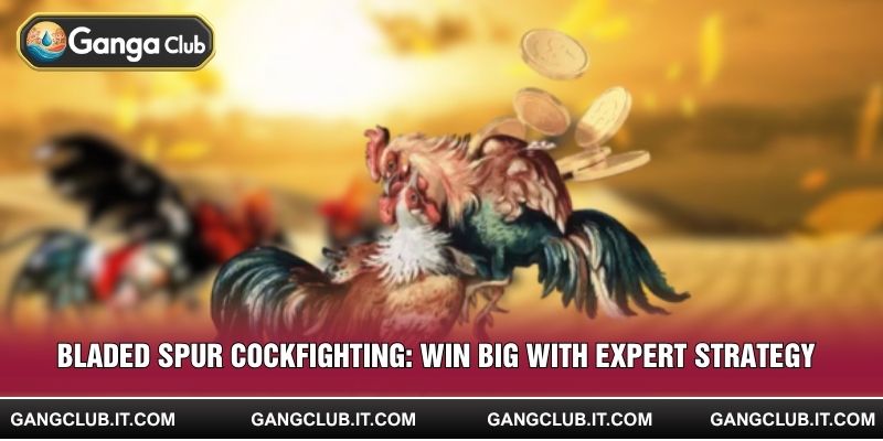 Bladed Spur Cockfighting: Win Big with Expert Strategy