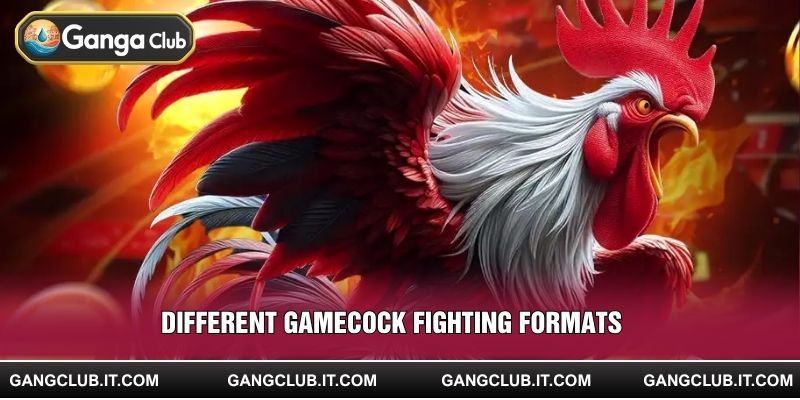 Different gamecock fighting formats 