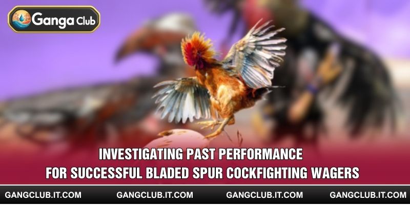Investigating past performance for successful Bladed Spur Cockfighting wagers