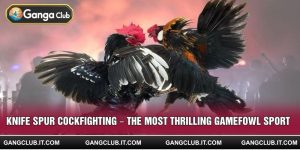 Knife Spur Cockfighting – The Most Thrilling Gamefowl Sport